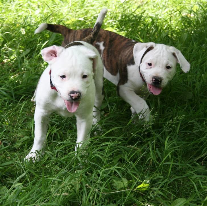 Amerikansk bulldog BAB´s Little queen R.I.P min tøs billede 5