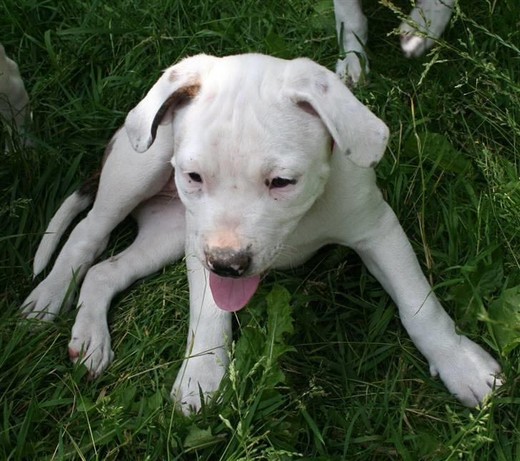 Amerikansk bulldog BAB´s Little queen R.I.P min tøs billede 6