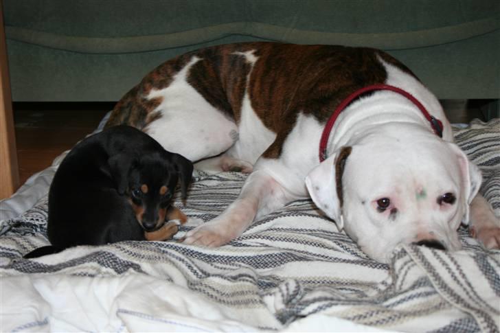 Amerikansk bulldog BAB´s Little queen R.I.P min tøs billede 7