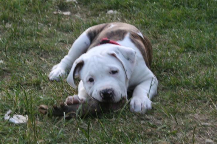 Amerikansk bulldog BAB´s Little queen R.I.P min tøs billede 8