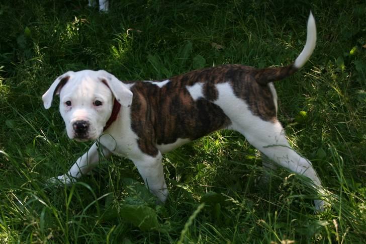 Amerikansk bulldog BAB´s Little queen R.I.P min tøs billede 9