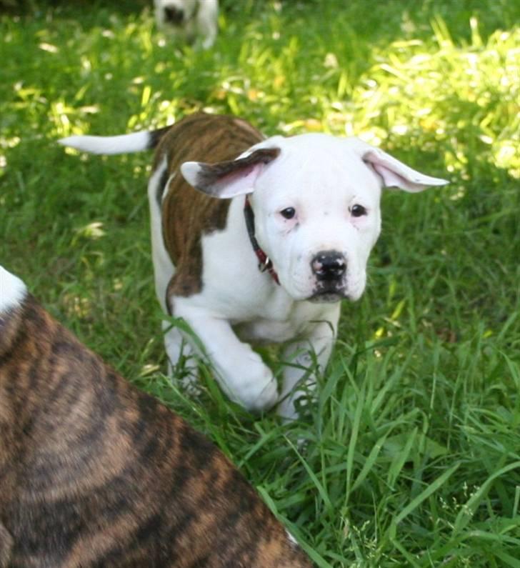 Amerikansk bulldog BAB´s Little queen R.I.P min tøs billede 10