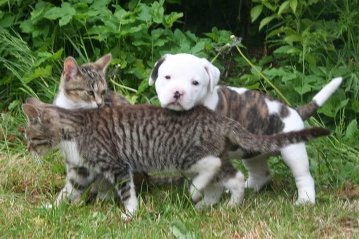 Amerikansk bulldog BAB´s Little queen R.I.P min tøs billede 11