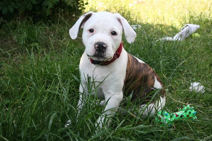 Amerikansk bulldog BAB´s Little queen R.I.P min tøs billede 12