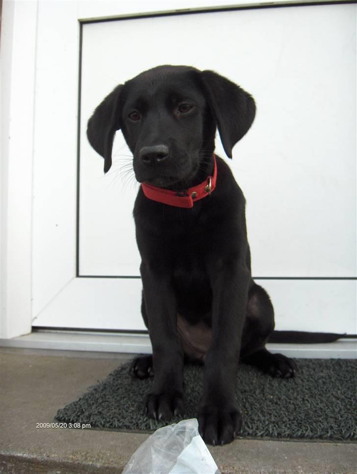 Labrador retriever Lajka *SOLGT* billede 9