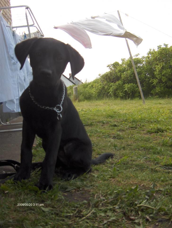 Labrador retriever Lajka *SOLGT* billede 10