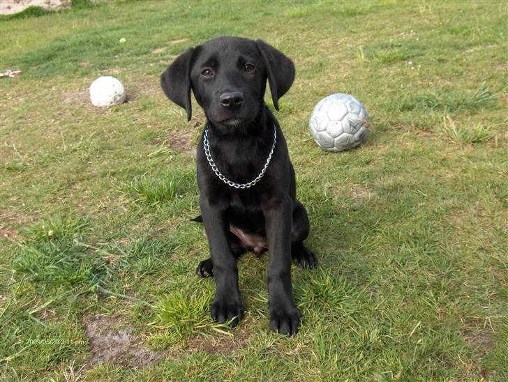 Labrador retriever Lajka *SOLGT* billede 11