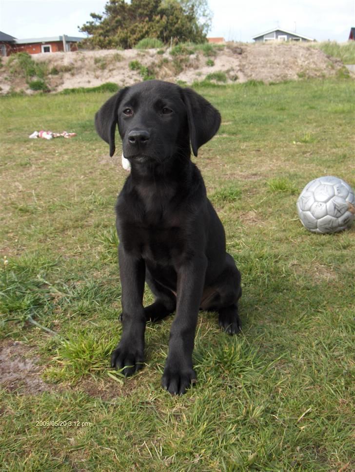 Labrador retriever Lajka *SOLGT* billede 12