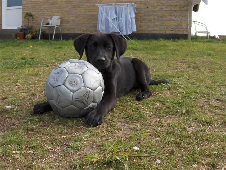 Labrador retriever Lajka *SOLGT* billede 13
