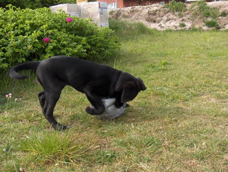 Labrador retriever Lajka *SOLGT* billede 14