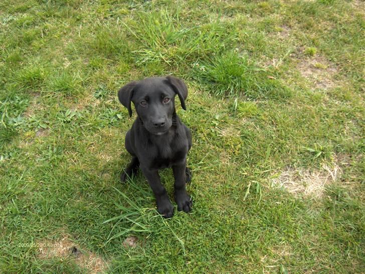 Labrador retriever Lajka *SOLGT* billede 15