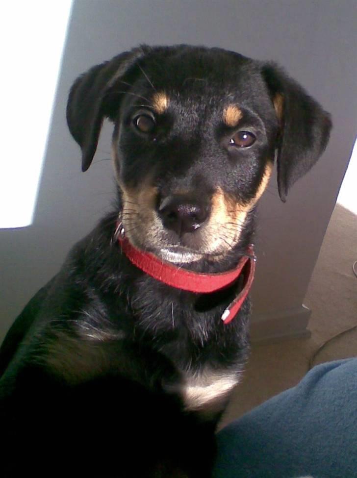 Blanding af racer Freja billede 1