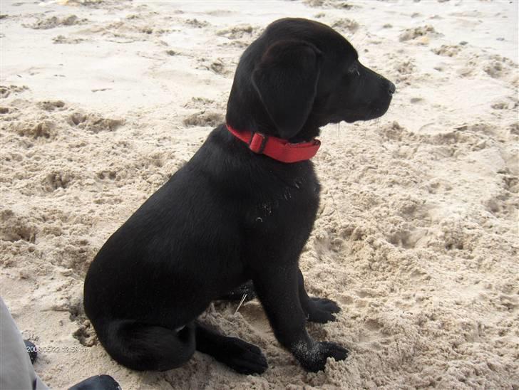 Labrador retriever Lajka *SOLGT* billede 16