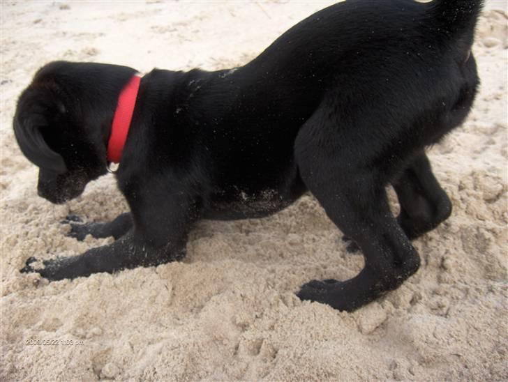 Labrador retriever Lajka *SOLGT* billede 17