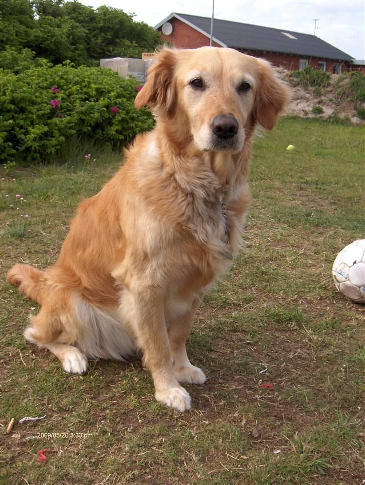 Golden retriever Alu billede 16