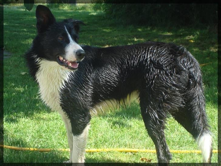 Border collie Spot - R.I.P 18/5 2010 - 19. Flot hund? :D billede 20