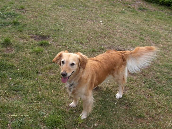 Golden retriever Alu billede 17