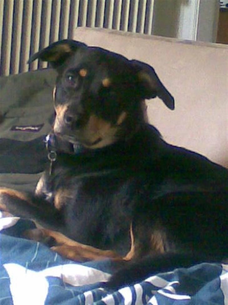 Blanding af racer Freja billede 2