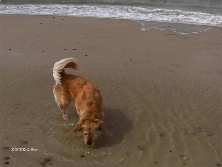 Golden retriever Alu billede 18
