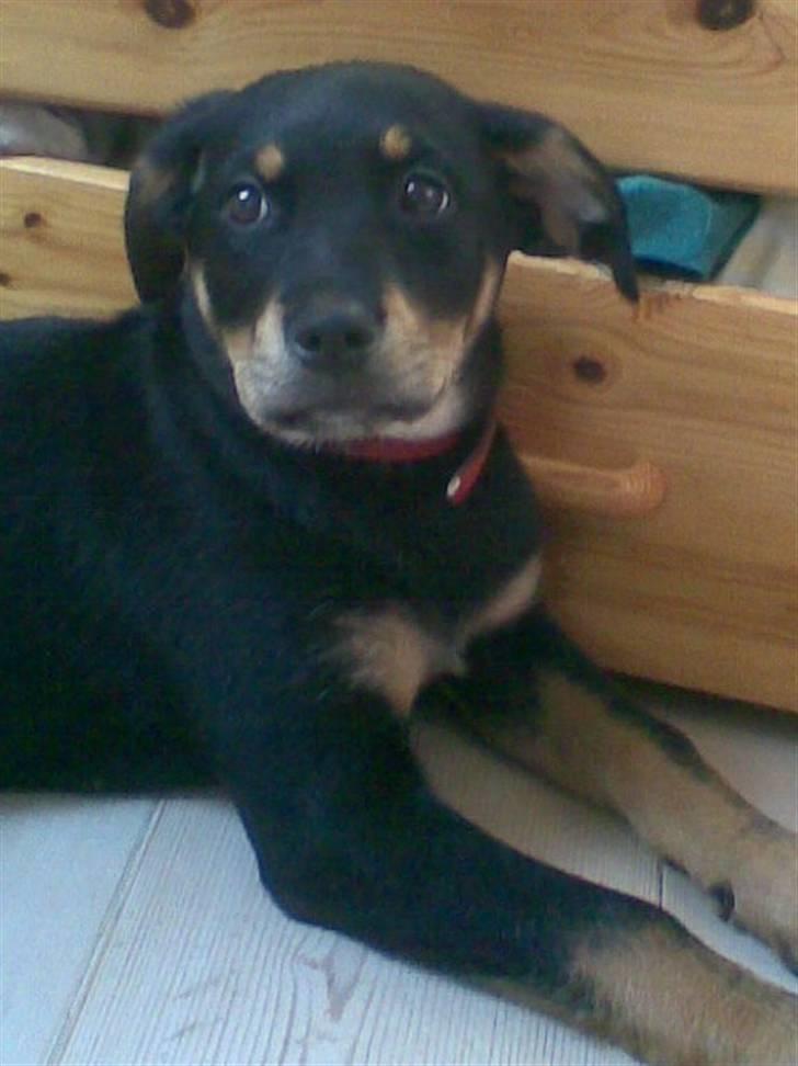 Blanding af racer Freja billede 3