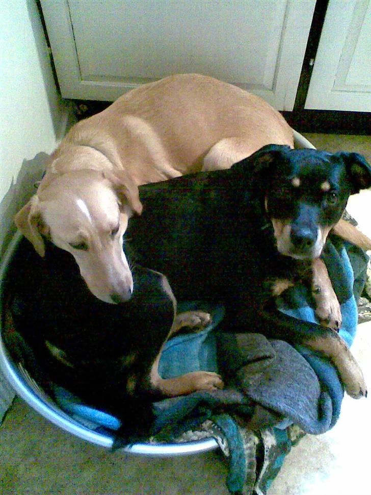 Blanding af racer Freja billede 4