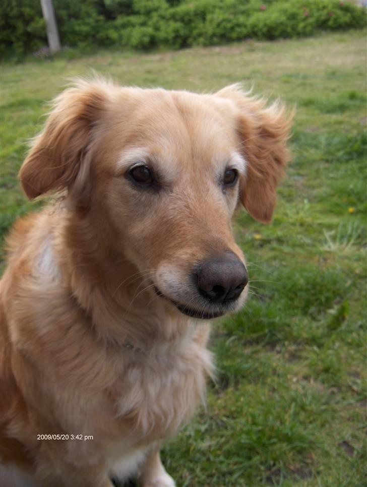 Golden retriever Alu billede 19