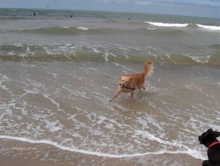 Golden retriever Alu billede 20