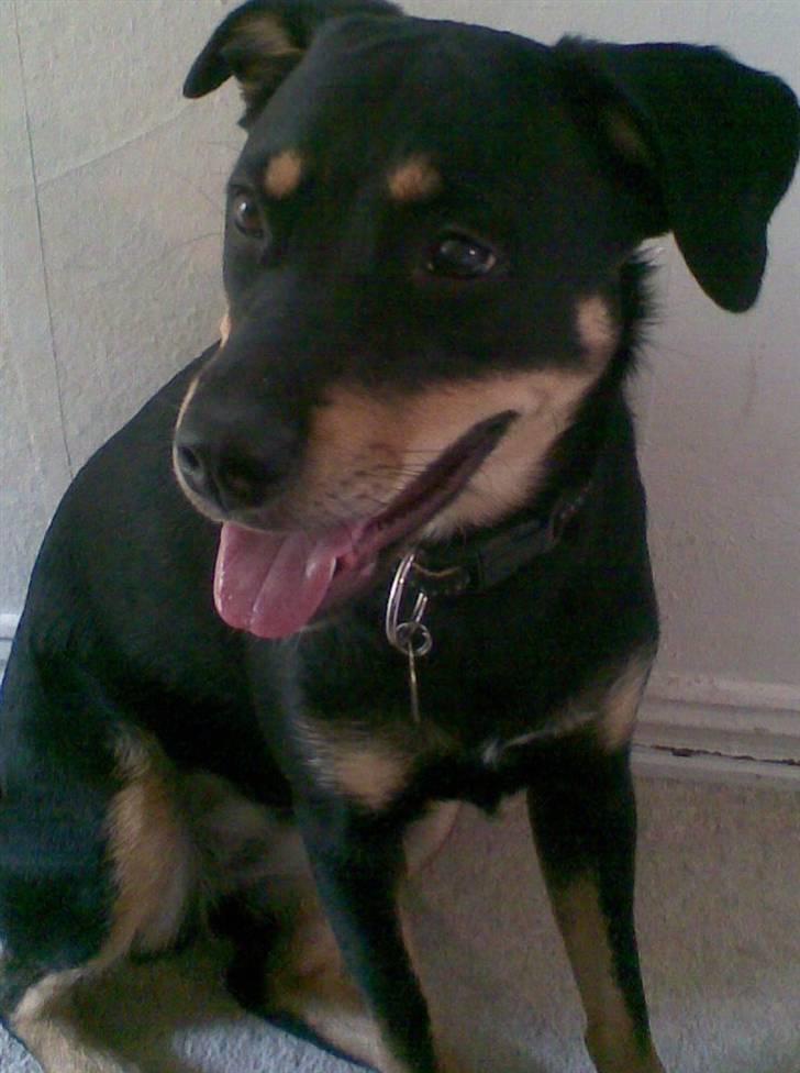 Blanding af racer Freja billede 5