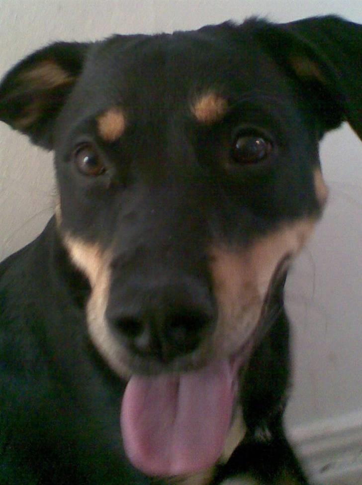 Blanding af racer Freja billede 6