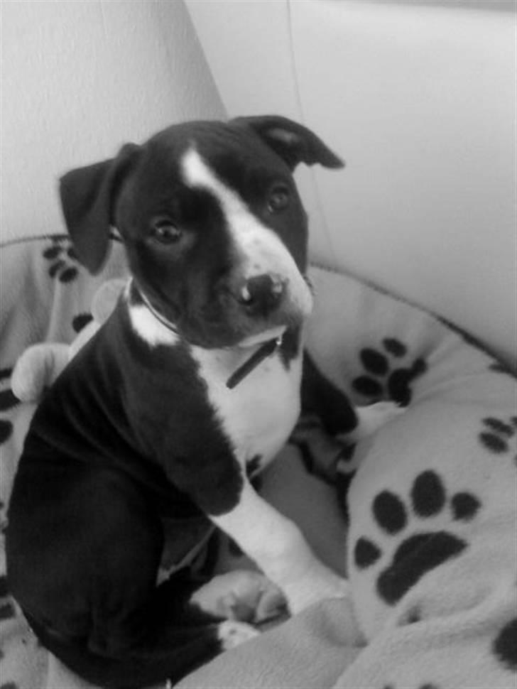 Amerikansk staffordshire terrier Maggie billede 1