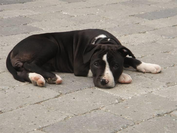 Amerikansk staffordshire terrier Maggie billede 2