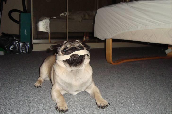 Mops Arnold billede 12