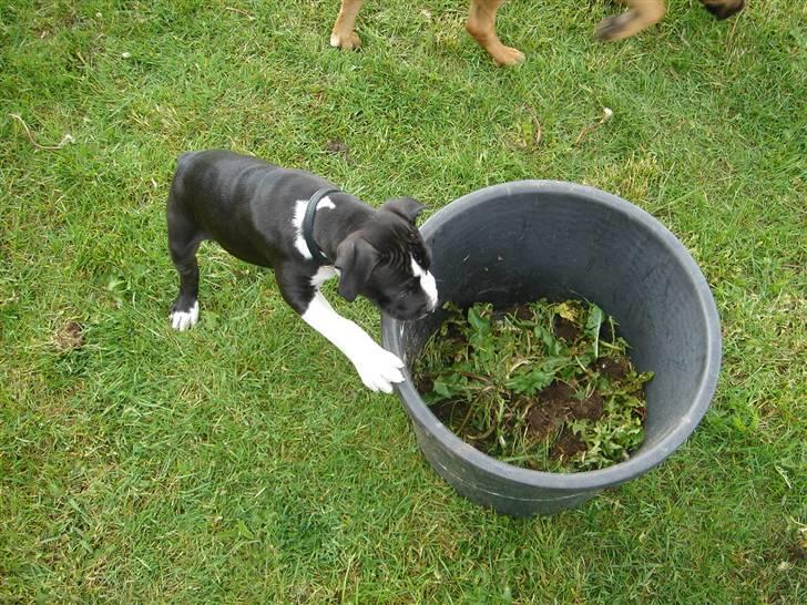 Amerikansk staffordshire terrier Maggie billede 3