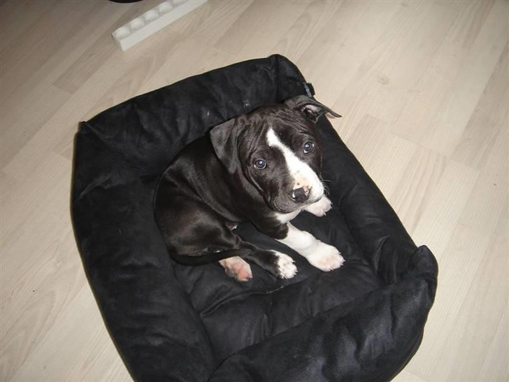 Amerikansk staffordshire terrier Maggie billede 4