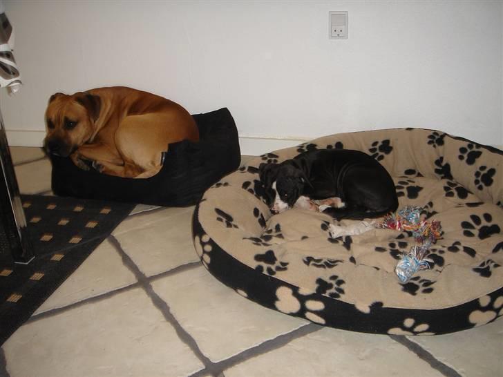 Amerikansk staffordshire terrier Maggie - Det var nu ikke lige såen vi havde tænkt at de skulle sove!!!! billede 5