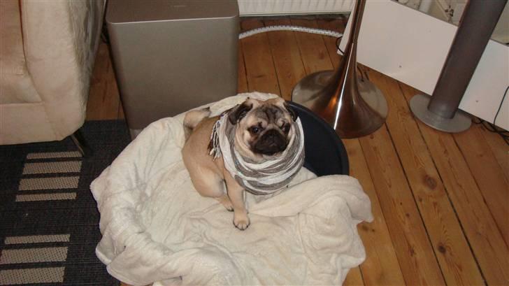 Mops Arnold billede 13