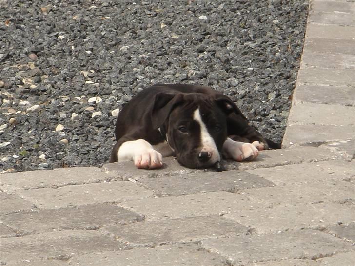 Amerikansk staffordshire terrier Maggie billede 6