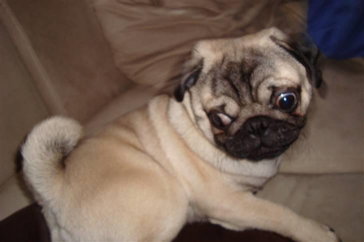 Mops Arnold billede 14