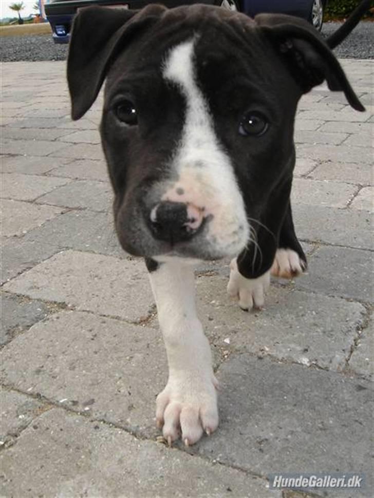 Amerikansk staffordshire terrier Maggie billede 7