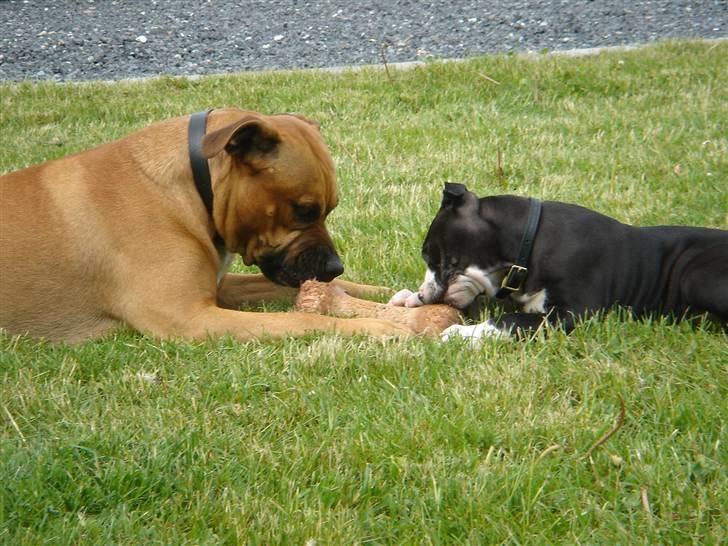 Amerikansk staffordshire terrier Maggie - Cuda og Maggie bider i hver deres ende af benet.. billede 8