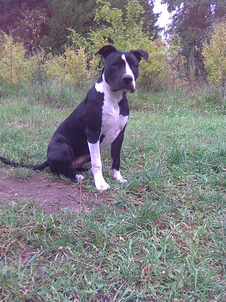 Amerikansk staffordshire terrier Maggie - SÅ lækker.. <3 billede 9
