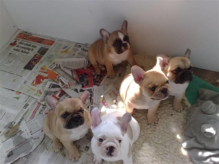 Fransk bulldog Carlo - Carlo med sine brødre og søstre, Hannie, Hugo, Kapoo, Honey & Carlo billede 3