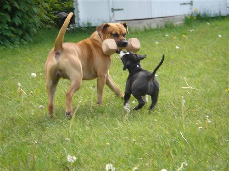 Amerikansk staffordshire terrier Cuda billede 20