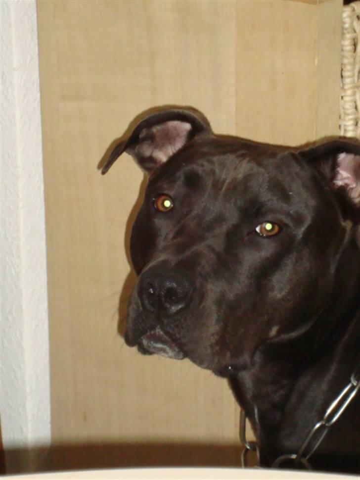 Amerikansk staffordshire terrier R.I.P Rex 18/7.07-16/9.09 billede 11