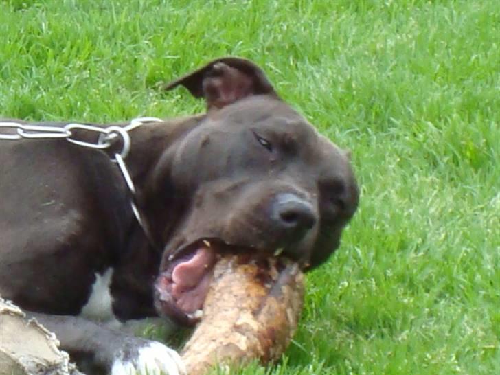 Amerikansk staffordshire terrier R.I.P Rex 18/7.07-16/9.09 billede 12