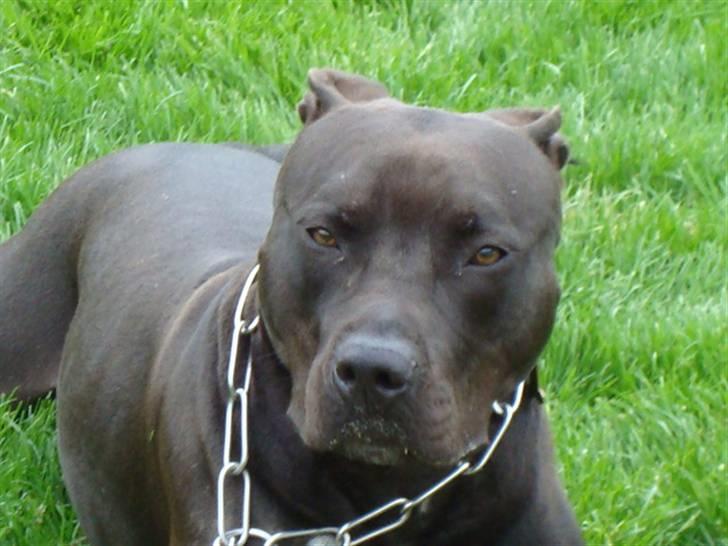 Amerikansk staffordshire terrier R.I.P Rex 18/7.07-16/9.09 billede 13