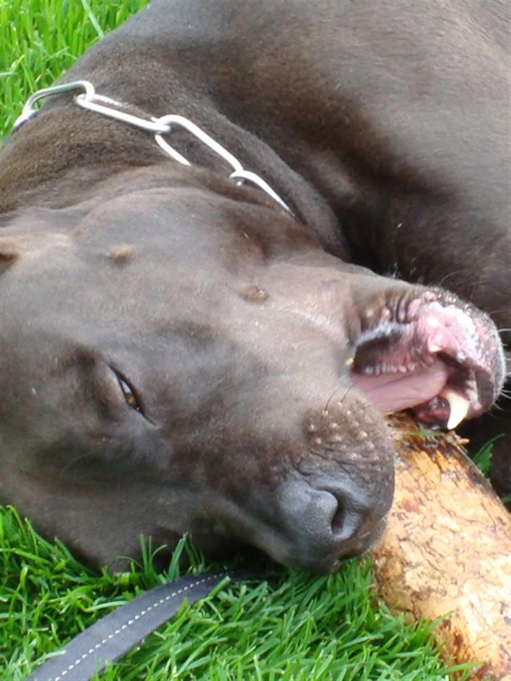 Amerikansk staffordshire terrier R.I.P Rex 18/7.07-16/9.09 billede 14