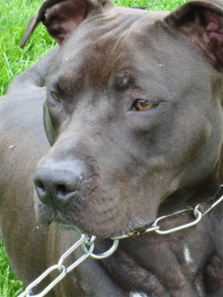 Amerikansk staffordshire terrier R.I.P Rex 18/7.07-16/9.09 billede 15