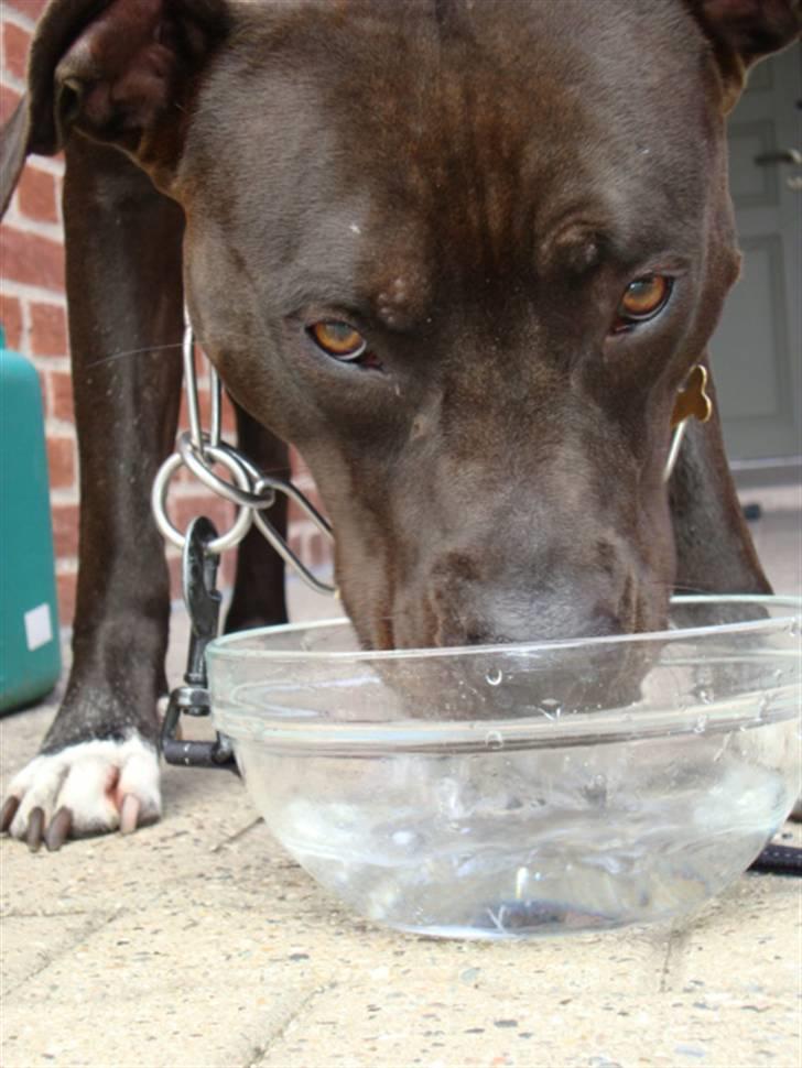 Amerikansk staffordshire terrier R.I.P Rex 18/7.07-16/9.09 billede 16