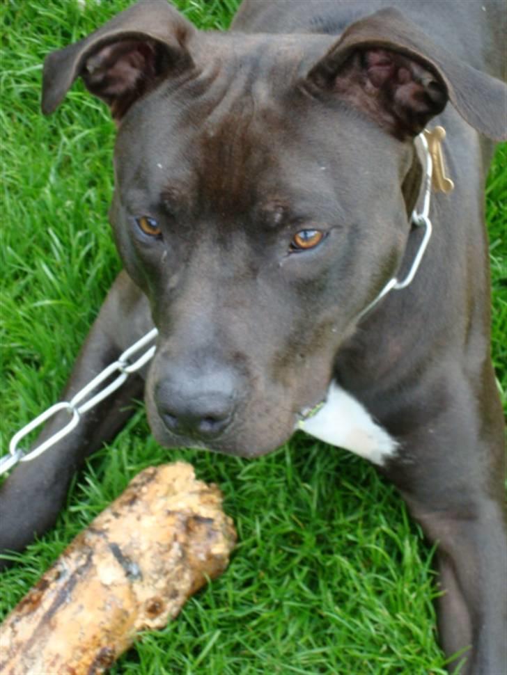 Amerikansk staffordshire terrier R.I.P Rex 18/7.07-16/9.09 billede 17